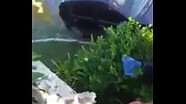 free zh fuck his sweetheart in the public park free